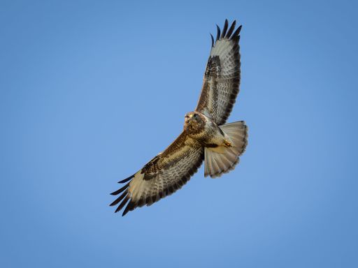 A buzzard soaring against a bright blue sky with white clouds.