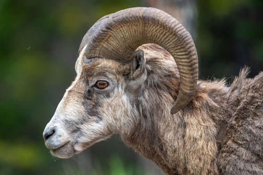 Closeup of a brown and white bighorn sheep standing in a lush green forest setting