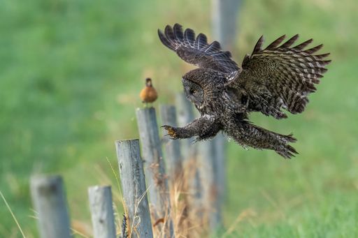 A majestic, owl flying in mid-air against a backdrop of a grassy meadow and a wooden fence