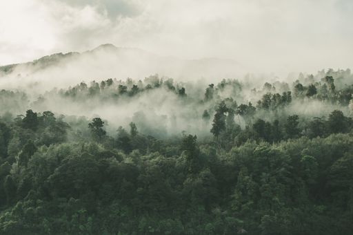 A high angle shot of a beautiful forest with a lot of green trees enveloped in fog in New Zealand