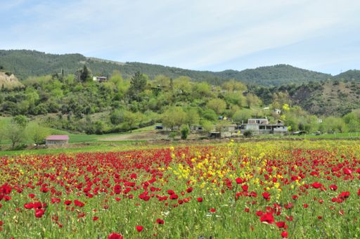 A landscape of a red tulip field surrounded by hills and greenery under the sunlight