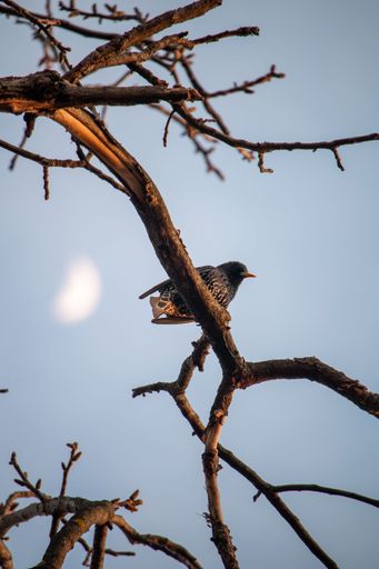 A closeup of small Common starling perched on a branch of a tree on a sunny day with a blurry background