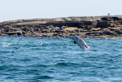 A majestic dolphin leaping into the water next to the rocky shore
