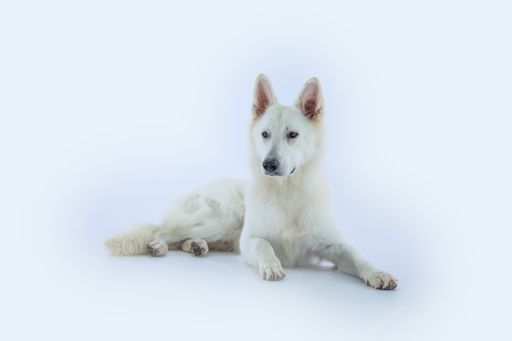A closeup shot of a lying white shepherd on an isolated background