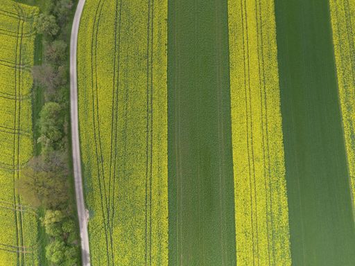 yellow blooming rapeseed field alternating with green field taken from above with the drone