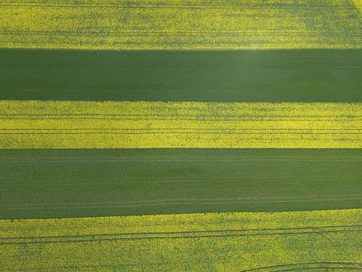 yellow blooming rapeseed field alternating with green field taken from above with the drone