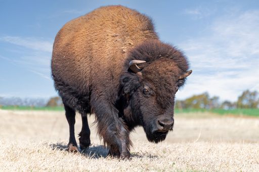 A large American bison standing in the sun-drenched prairie, looking down the expansive grassy plains