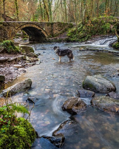 A vertical shot of a lonely dog sanding in a river near an arch bridge