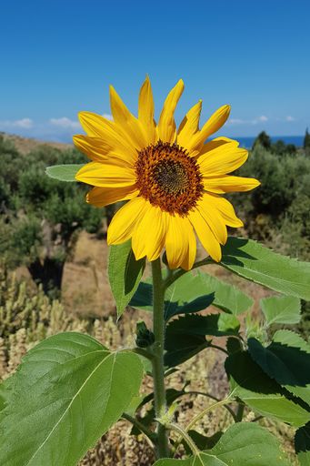 A vertical shot of a sunflower under the sunlight