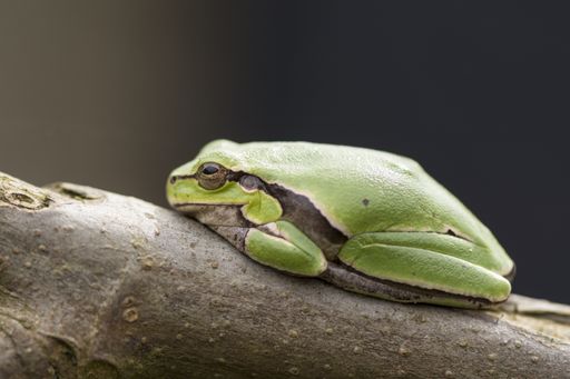Tropical green tree frog on a fig branch on dark background