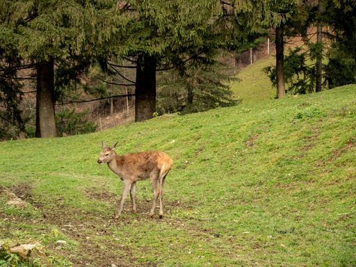 A closeup of sika deer grazing in a field in the countryside