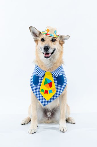 A Chinook dog  wearing a yellow bow tie and a matching hat on a white background