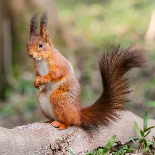 A squirrel perched atop a tree trunk in a serene and natural woodland setting