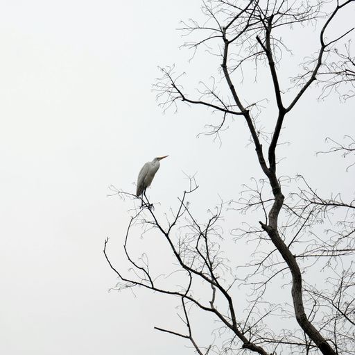 A low angle shot of a white egret perched on a bare tree
