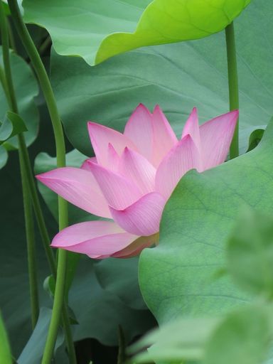 A close-up shot of a beautiful lotus surrounded by lush green foliage.