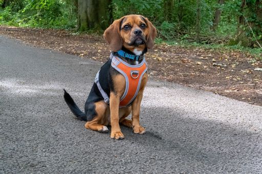 An adorable brown puggle dog on a trail in the lush green park