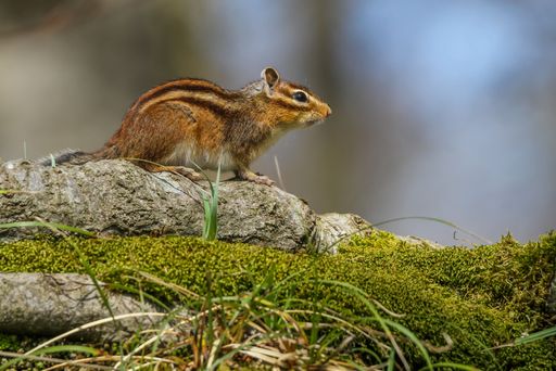 A close-up of a Siberian chipmunk standing on a mossy, wooden log