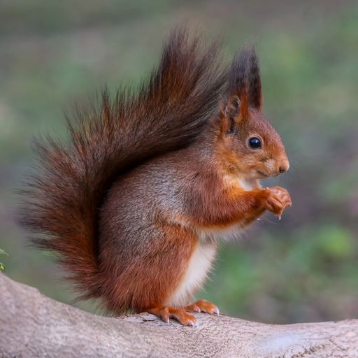 A close-up of a Red squirrel with a fluffy, red tail standing on a tree branch