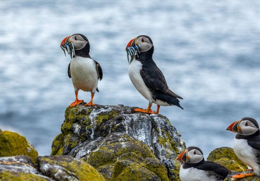 An adorable pair of Atlantic puffins with fish in their beaks standing on a rock next to the shore