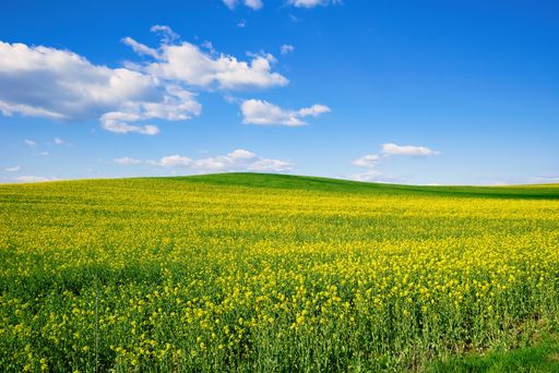 Blooming canola field. Rape on the field in summer. Bright Yellow rapeseed oil. Flowering rapeseed. with blue sky and clouds