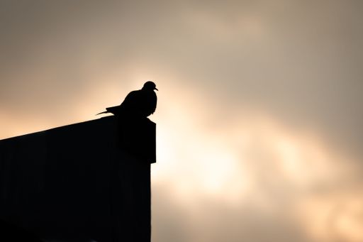 A low angle shot of a mourning dove silhouette perched on a roof of a building