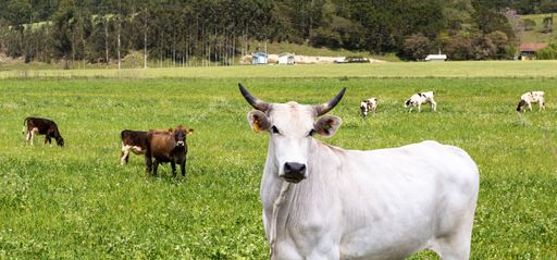 Several brown and white cows grazing in a lush green meadow, looking directly at the camera