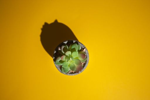 A top view of a plant on a yellow work table