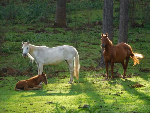 A closeup of adorable horses in a lush green on a sunny day