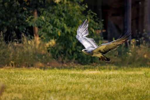A majestic hawk soaring through a grassy meadow, its wings spread wide as it soars majestically through the air