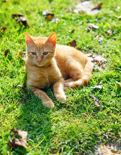 A closeup shot of an orange kitten on the grass lying on its side on a sunny day