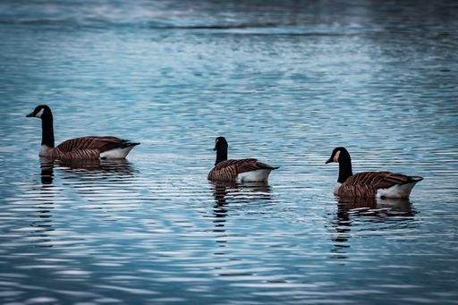 A stunning portrait of a family of Canadian Geese swimming in a tranquil lake