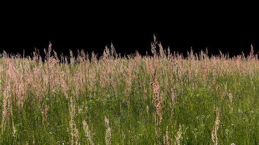 A green meadow with tall lush grass against a black background.