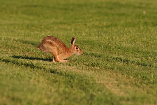 A brown rabbit running across a lush green field.