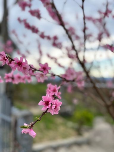 A closeup shot of the peach tree flowers on a twig.