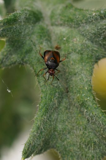 Natural vertical closeup on a dark form of the red mirid bug, Deraeocoris ruber sitting on a green leaf