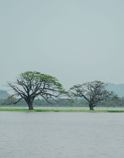 A picturesque landscape featuring two majestic  tall trees standing in a shallow pool of water creating a tranquil and peaceful atmosphere