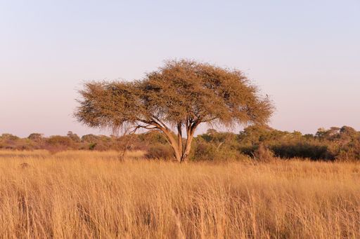 A grassy landscape stretching out across a picturesque landscape, Hwange National Park, Zimbabwe