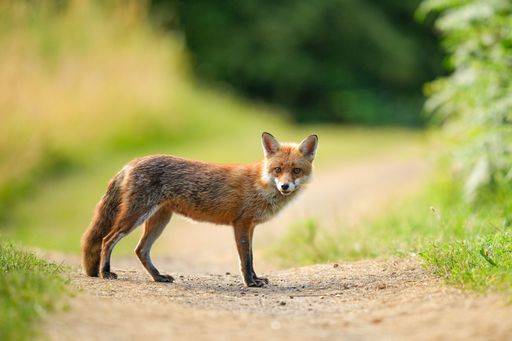 A scenic view of a red fox standing on a road near a forest and looking into the camera