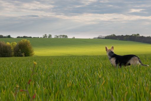 A dog standing in a field of green wheat at sunset