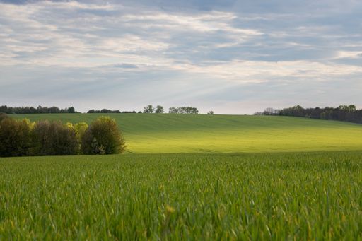 A stunning landscape featuring a vast grassy wheat field with trees in the foreground