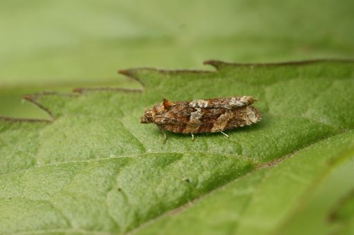 A macro shot of a moth (Heather Tortrix) on the leaf