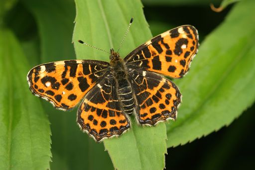 A closeup of a map butterfly (Araschnia levana) with open wings