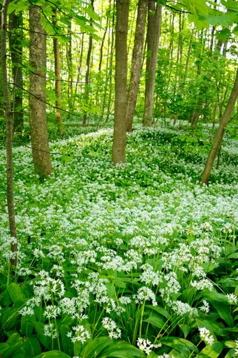 A scenic outdoor landscape featuring an array of colorful wildflowers in bloom, surrounded by lush trees and beds of wild garlic