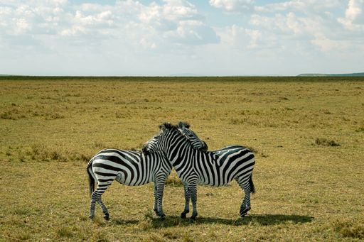 The two zebras standing side-by-side in a grassy field, looking off into the distance