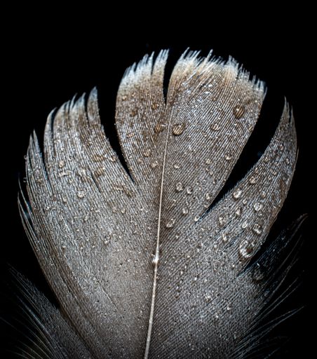 A closeup shot of a feathers covered in water droplets on a black background