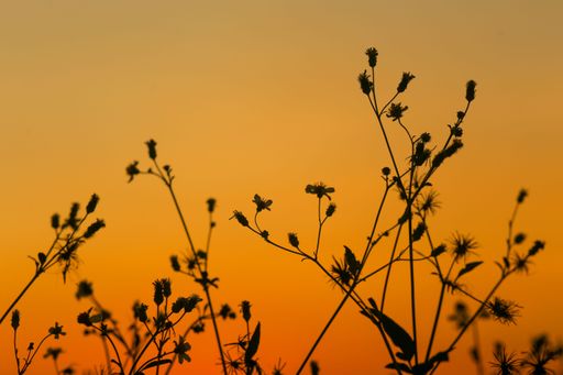 The silhouette of Bidens pilosa contrasts with the yellow sky at sunset in Ho Chi Minh City