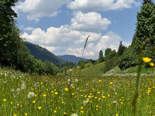 A lush meadow in the majestic mountains covered in beautiful yellow dandelions