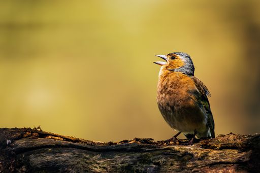 A closeup of a Common chaffinch perched on a tree branch on a sunny day with a blurry background