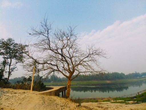 A tree with dry branches on the shore of a calm lake in a park during daytime