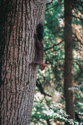 A vertical of brown squirrels climbing on a tree trunk